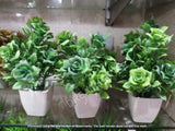 Mini Artificial Flowers & Plants Pack OF 4