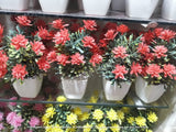 Mini Artificial Flowers & Plants Pack OF 4