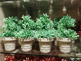 Mini Artificial Flowers & Plants Pack OF 4